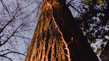 Sunlight lights high brown tree trunk with narrow branches video