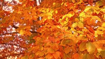Tree with long thin branches and red golden drying leaves video