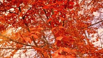 Sun beams break through tree branches with golden leaves video
