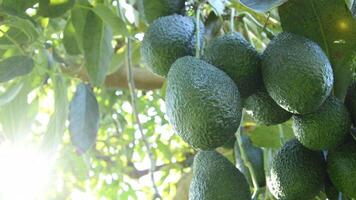 Branch of natural hass avocados hanging in a avocado tree at backlight video