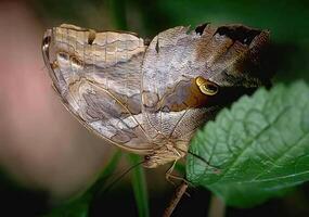 Colorful Butterfly on a Leaf in a Garden Setting photo