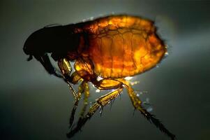 Fossilized Insect in Amber. A Close-Up of Nature's Ancient Secrets photo
