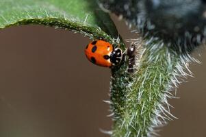 Insect close view background. Insects in their natural habitat close macro view photo