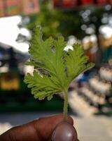 A closeup of a vibrant Rose Geranium leaf or Pelargonium graveolens held delicately, showcasing its lobed shape, velvety texture, and aromatic properties used in essential oils and perfumes. photo