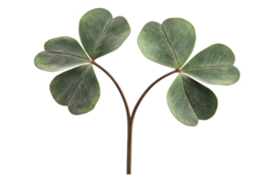 Exploring nature's charm four-leaf clover close-up garden photography natural environment macro view png