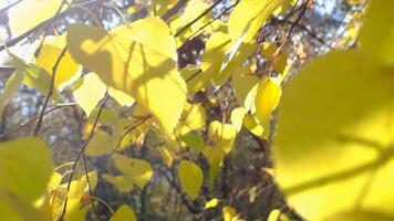 Nature Scenario scene close up of colorful leaf that is blowing by the wind. Cinematic shot of golden tree leaves in foliage on Branches in Autumn Park. video