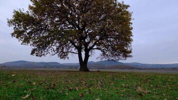 Lonely oak tree in the natural wild meadow. Rural scenery. Forward dolly camera movement video