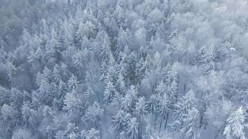 Top view of snowy forest. Winer landscape with pine trees covered in snow, aerial view video