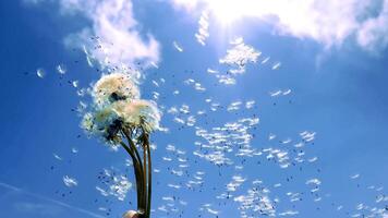 dandelion flies in the wind, its petals scatter video