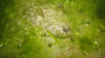 Fish of the Black Sea, European flounder Platichthys flesus video