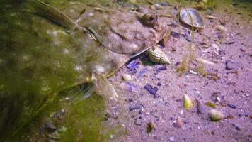 Fish of the Black Sea, European flounder Platichthys flesus video