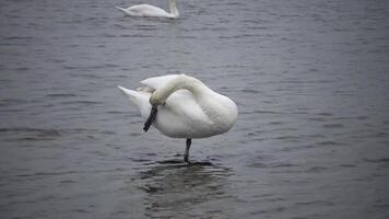Mute swan Cygnus olor. Graceful white mute swans swimming and feeding in the river.Water bird species video