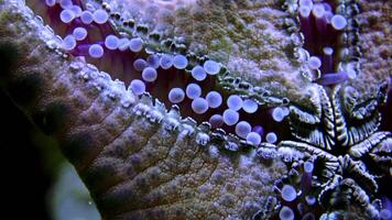 Starfish, view from the bottom side, macro photography of the mouth opening and pedicillaria, which stick in to the glass in the aquarium video
