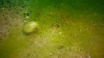 Algae grew on a shellfish. The storm tore the seaweed and it pulls the clam along the sand video