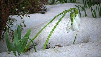 Galanthus elwesii Elwes's snowdrop, greater snowdrop flowers in early spring in the snow video