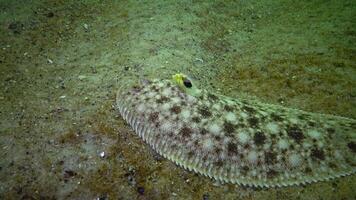 Fish of the Black Sea. Flat fish Sand sole Pegusa lascaris, similar to sand, slowly floats and lies at the bottom, raising the fin video
