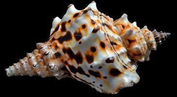 Intricate seashell with vibrant patterns photo