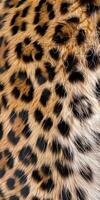 Closeup of a leopards fur pattern photo