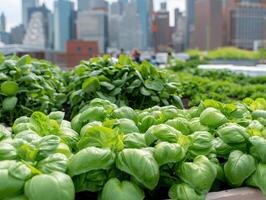 urban garden with fresh green leafy vegetables photo