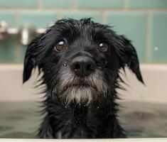 Wet dog with curious expression photo