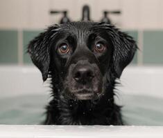 close up portrait of a wet black dog photo