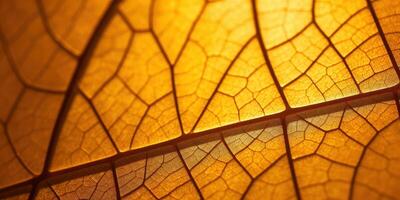 Intricate leaf vein structure illuminated by warm light photo