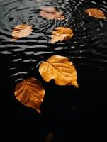 Autumn leaves floating on dark water photo