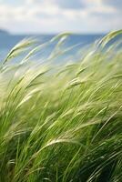 Swaying grass in the wind with ocean in the background photo