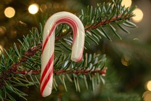Festive candy cane on christmas tree branch photo