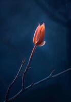 Vibrant tulip bud against dark background photo