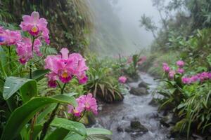 Vibrant orchids in lush tropical rainforest photo