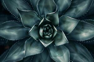Dramatic succulent plant close up photo