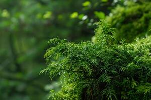 Close up of lush green foliage in a forest photo