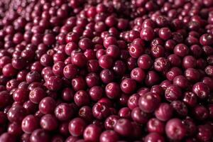 Pile of fresh ripe cranberries photo