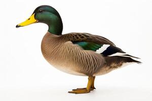 beautiful duck with colorful feathers photo