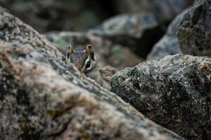 Curious squirrel peeking out from behind rocks photo