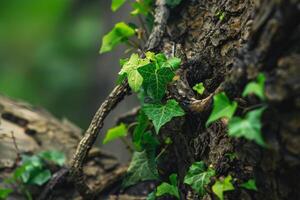 Ivy climbing up a tree trunk in a lush, green forest photo