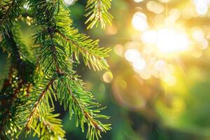 Lush green pine tree branches with bokeh background photo