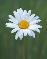 Close up of a beautiful white daisy flower photo