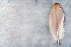 Feather on a textured background photo