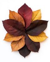Vibrant autumn leaves in a radiant display photo