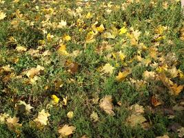 Autumn leaves on the ground photo