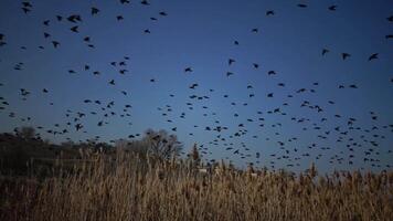 A flock of black starling birds Sturnus vulgaris flies in the sky, gathering various figures in the sky video