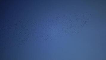 A flock of black starling birds Sturnus vulgaris flies in the sky, gathering various figures in the sky video