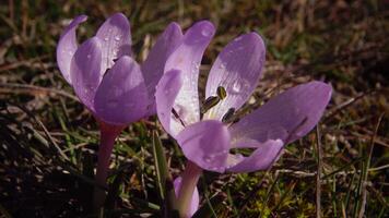 Ephemeral flowers, primroses in the wild Colchicum ancyrense, autumn crocus, meadow saffron and naked lady. Rare view from the Red Book of Ukraine. video