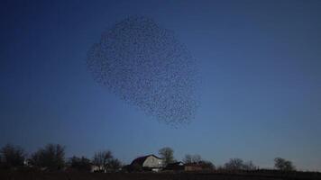A flock of black starling birds Sturnus vulgaris flies in the sky, gathering various figures in the sky video