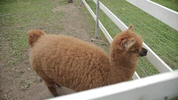 Fluffy alpaca walks behind a fence and looks around, petting zoo video