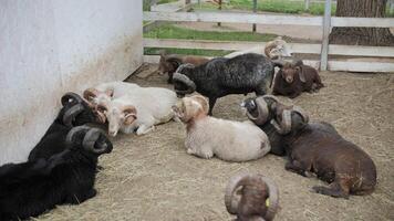 sheep with curled horns lie on hay in a petting zoo behind a fence, rural life video