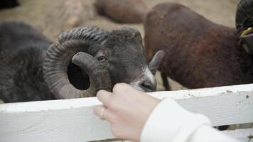 Sheep with curled horns fight over carrots at petting zoo video
