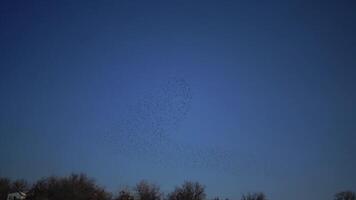 A flock of black starling birds Sturnus vulgaris flies in the sky, gathering various figures in the sky video